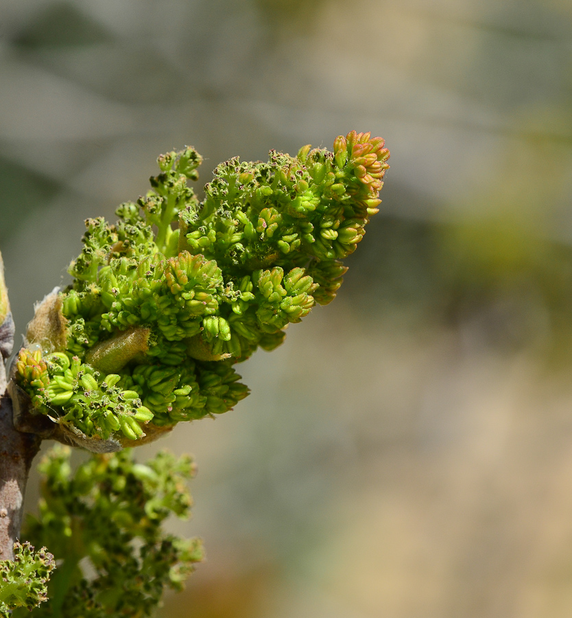 Image of Pistacia vera specimen.