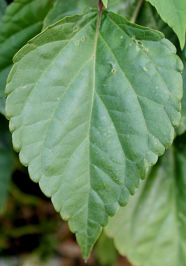 Image of Salvia splendens specimen.