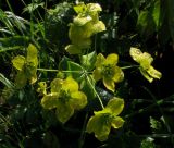 Bupleurum aureum ssp. porfirii