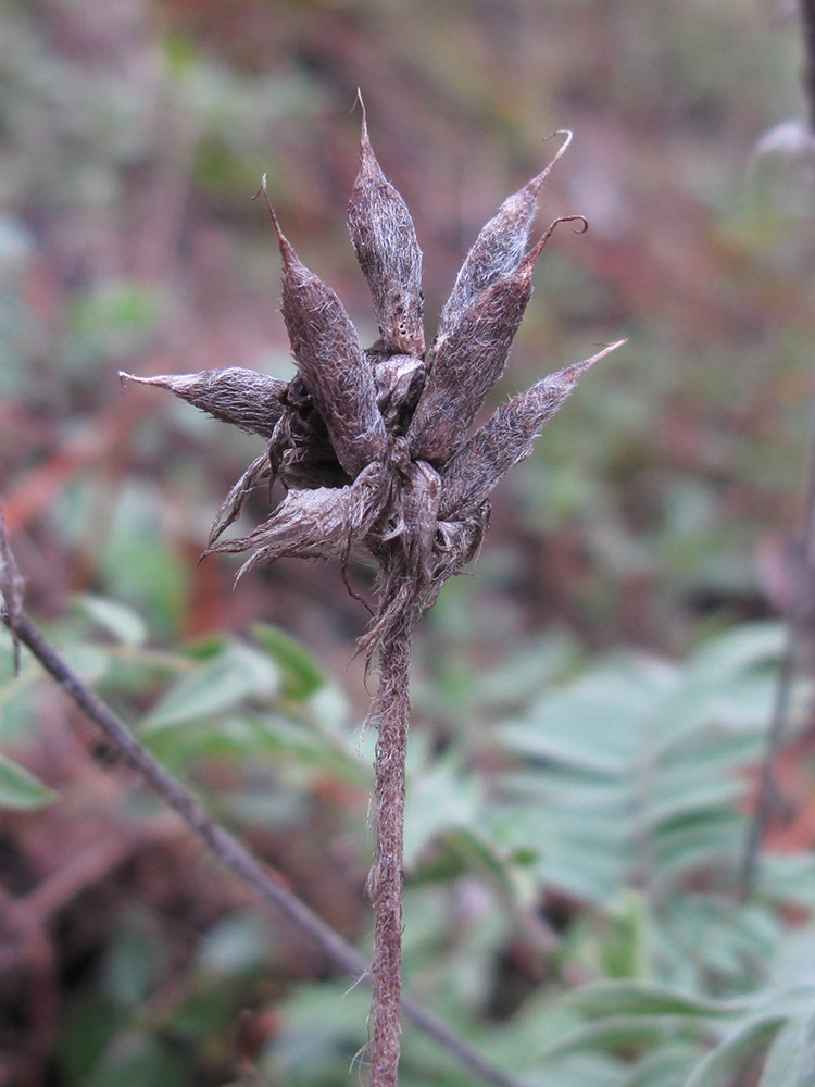 Image of Oxytropis pilosa specimen.