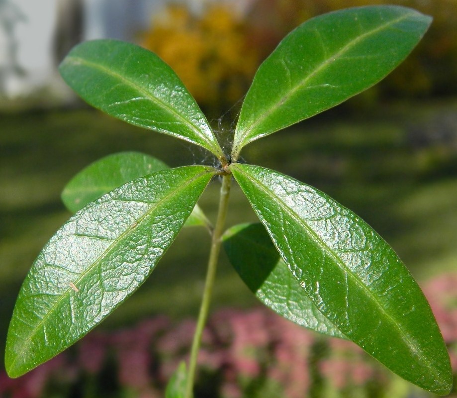 Image of Vinca minor specimen.