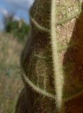 Verbascum densiflorum