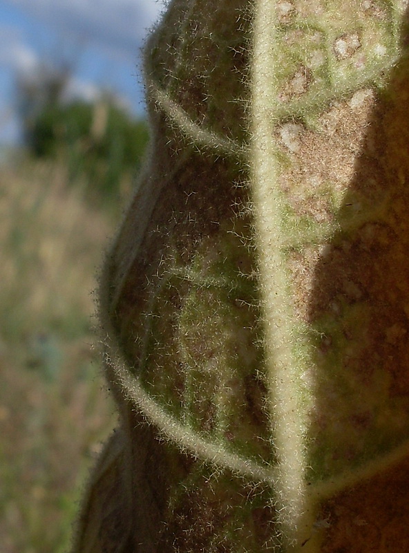 Image of Verbascum densiflorum specimen.