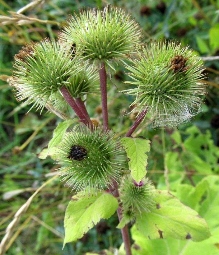 Image of Arctium lappa specimen.