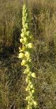 Verbascum densiflorum