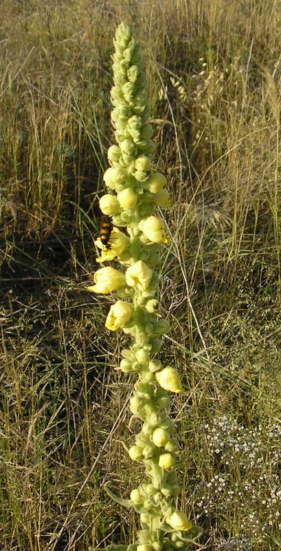 Image of Verbascum densiflorum specimen.