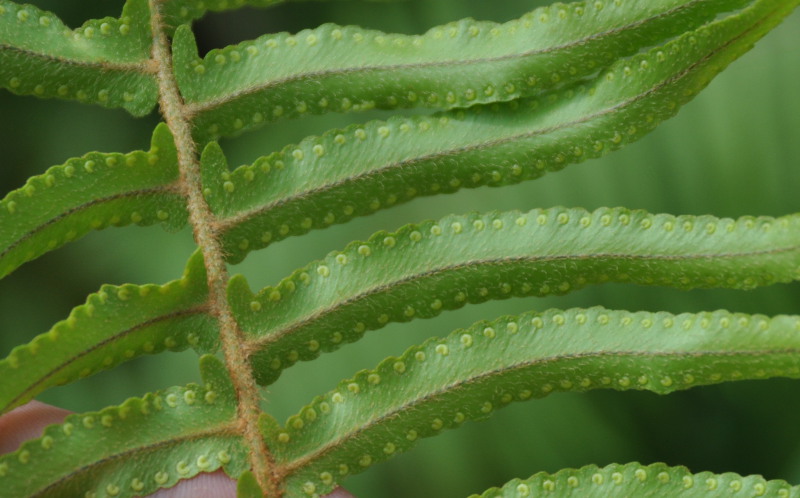 Изображение особи Nephrolepis hirsutula.