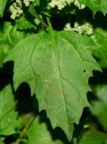 Chenopodiastrum murale