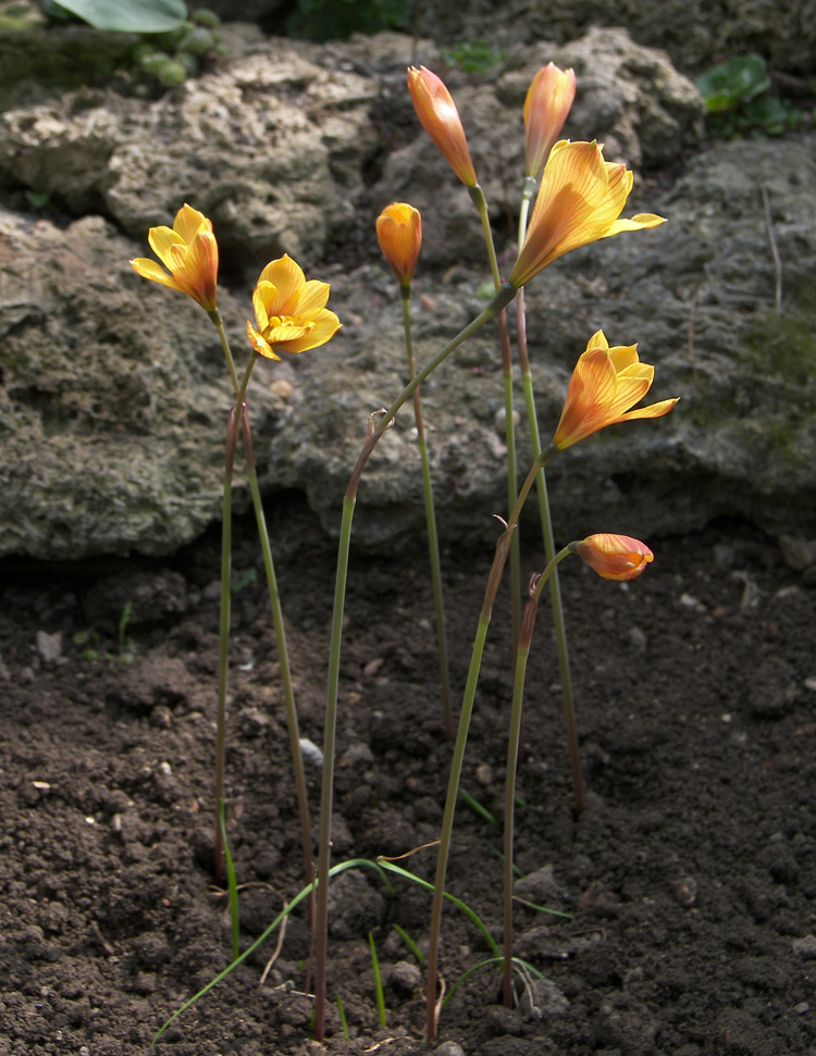 Image of Habranthus tubispathus specimen.