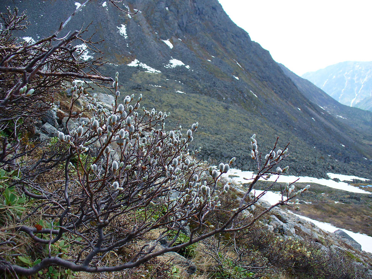 Image of genus Salix specimen.
