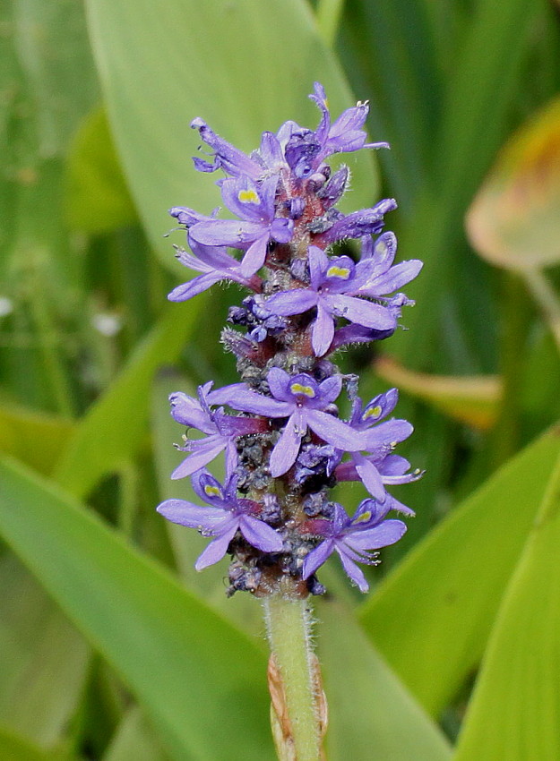 Изображение особи Pontederia cordata.