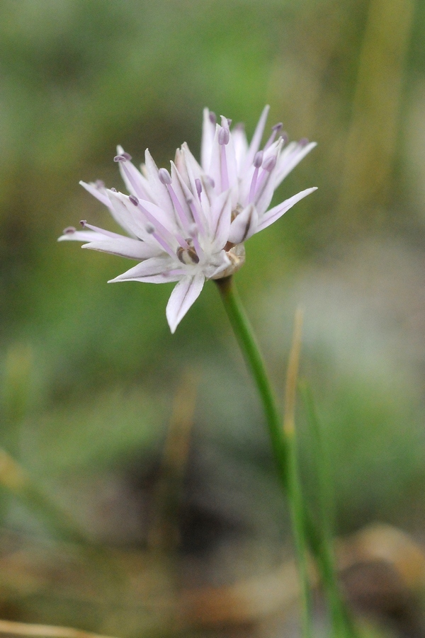 Image of Allium glomeratum specimen.