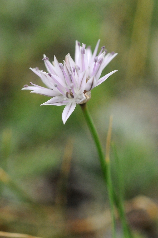 Изображение особи Allium glomeratum.