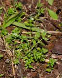 Arenaria подвид viscidula