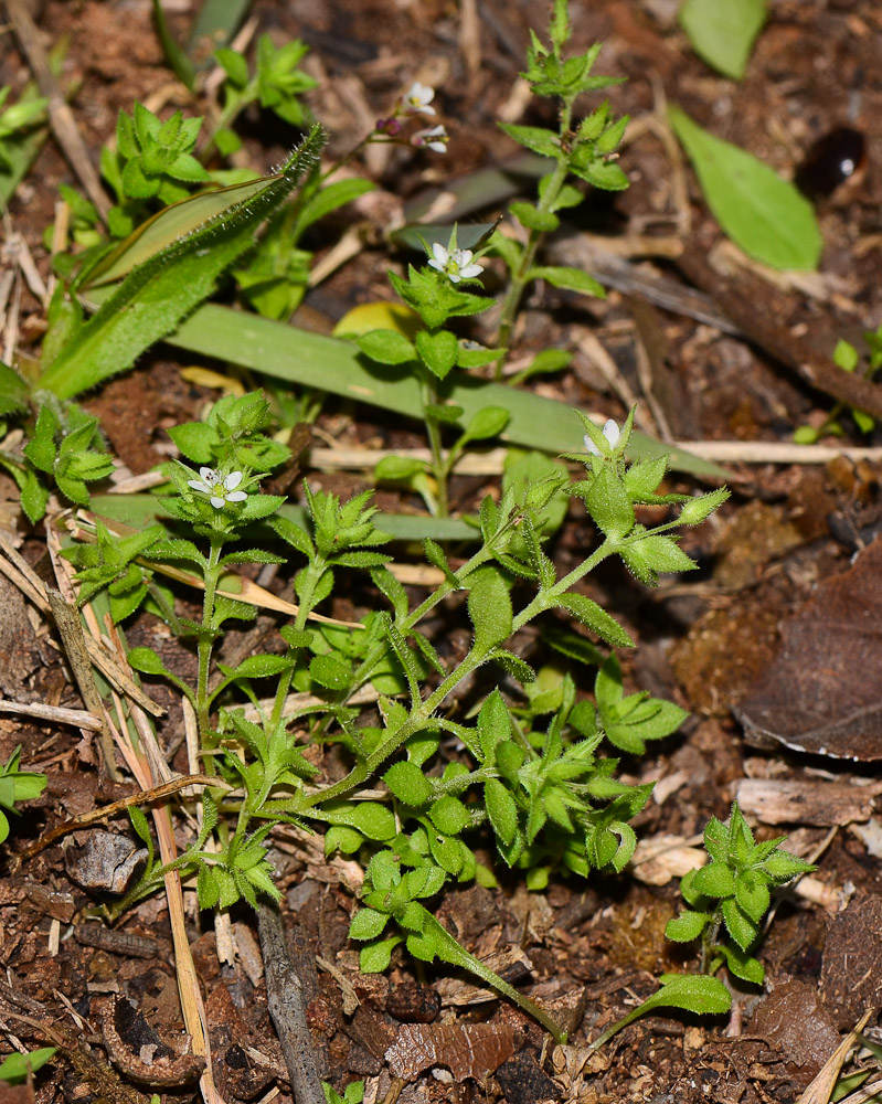 Image of Arenaria leptoclados ssp. viscidula specimen.