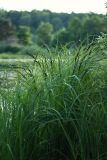 Carex acuta