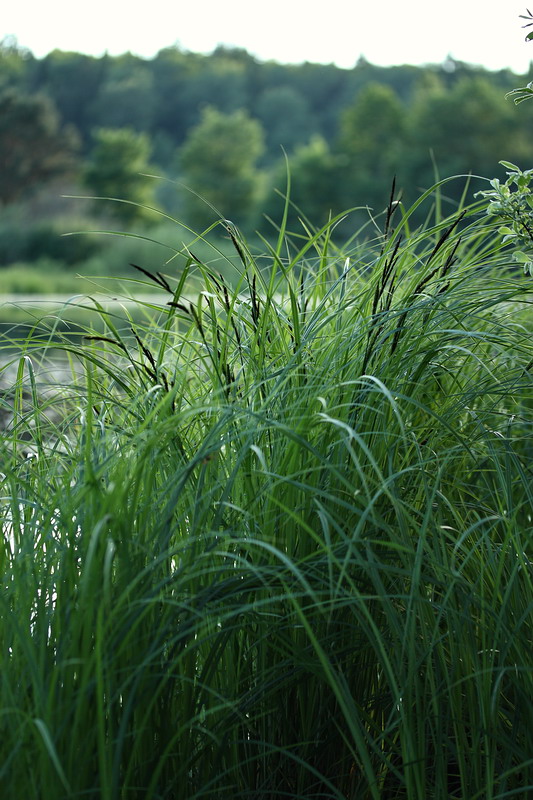 Image of Carex acuta specimen.