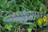 Astragalus atrovinosus