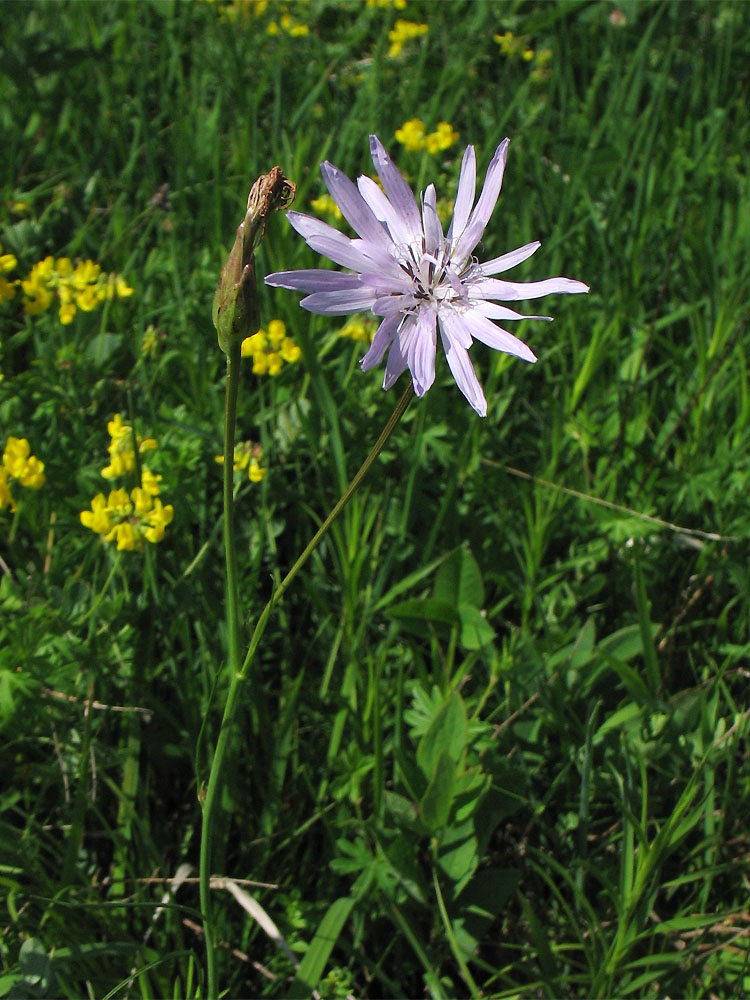Image of Scorzonera purpurea specimen.