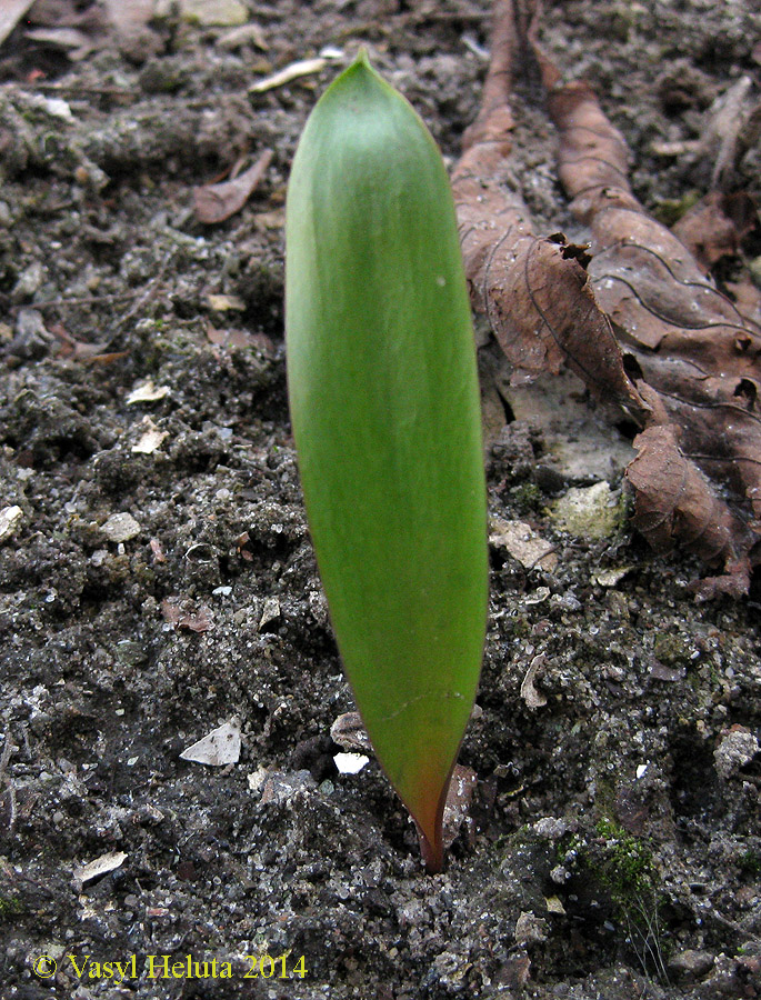Изображение особи Tulipa biebersteiniana.