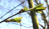 Amelanchier laevis