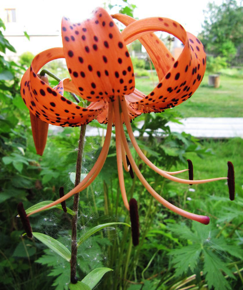 Image of Lilium lancifolium specimen.