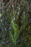 Smilacina trifolia