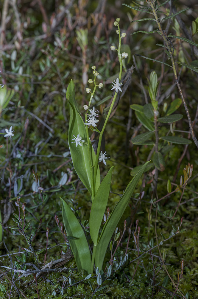 Изображение особи Smilacina trifolia.