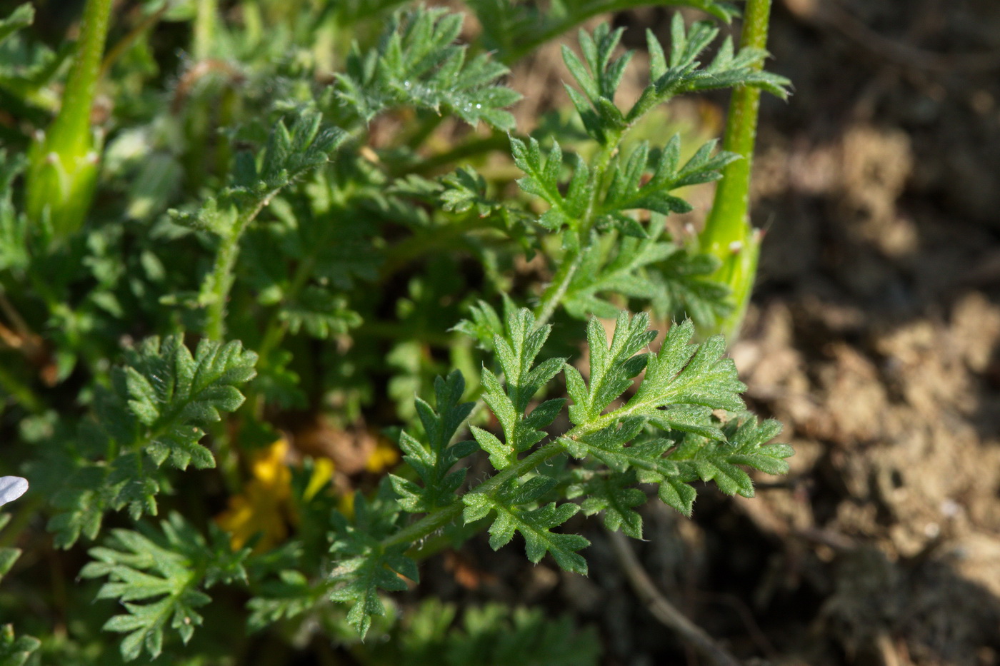 Image of Erodium cicutarium specimen.