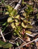 Lysimachia nummularia