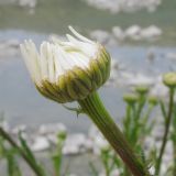 Leucanthemum vulgare. Раскрывающееся соцветие- корзинка. Краснодарский край, Абинский р-н, окр. ст. Шапсугская, известняковый карьер. 28.04.2014.