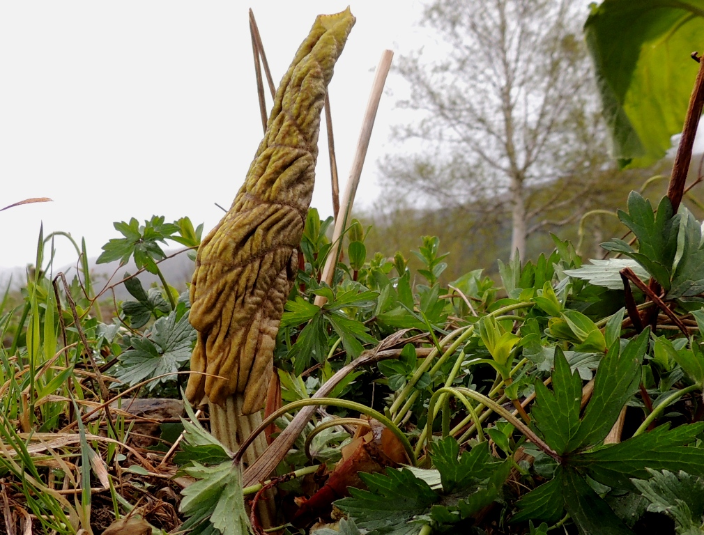 Image of Petasites amplus specimen.