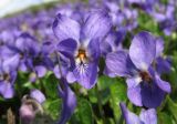 Viola odorata. Цветки. Беларусь, г. Гродно. 30.03.2014.