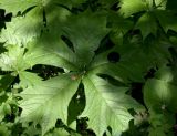 Rodgersia podophylla. Лист. Москва, ГБС РАН. 02.06.2014.