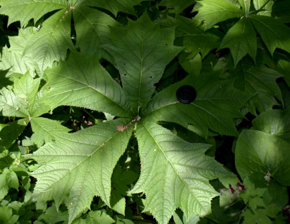 Image of Rodgersia podophylla specimen.