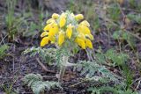 Phlomoides speciosa. Цветущее растение. Узбекистан, северный склон Туркестанского хребта, Зааминский национальный парк, урочище Урикли. 06.05.2013.