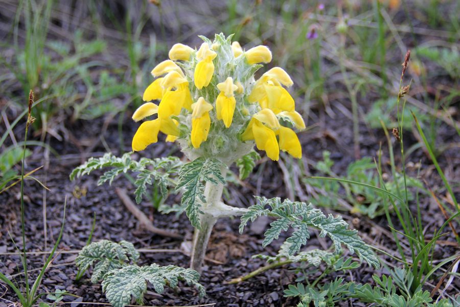 Изображение особи Phlomoides speciosa.