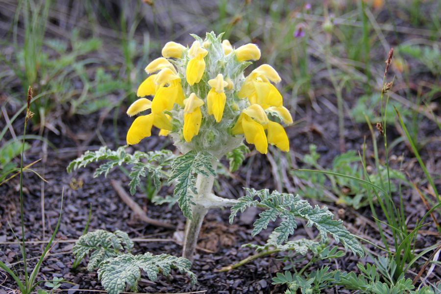 Image of Phlomoides speciosa specimen.