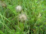 genus Pulsatilla. Плоды. Ставропольский край, г. Кисловодск, на хорошо освещённом склоне Сосновой горы, на высоте около 900 м н.у.м. (43°53′31,59″ с.ш., 42°43′25,15″ в.д.). 04.06.2014.