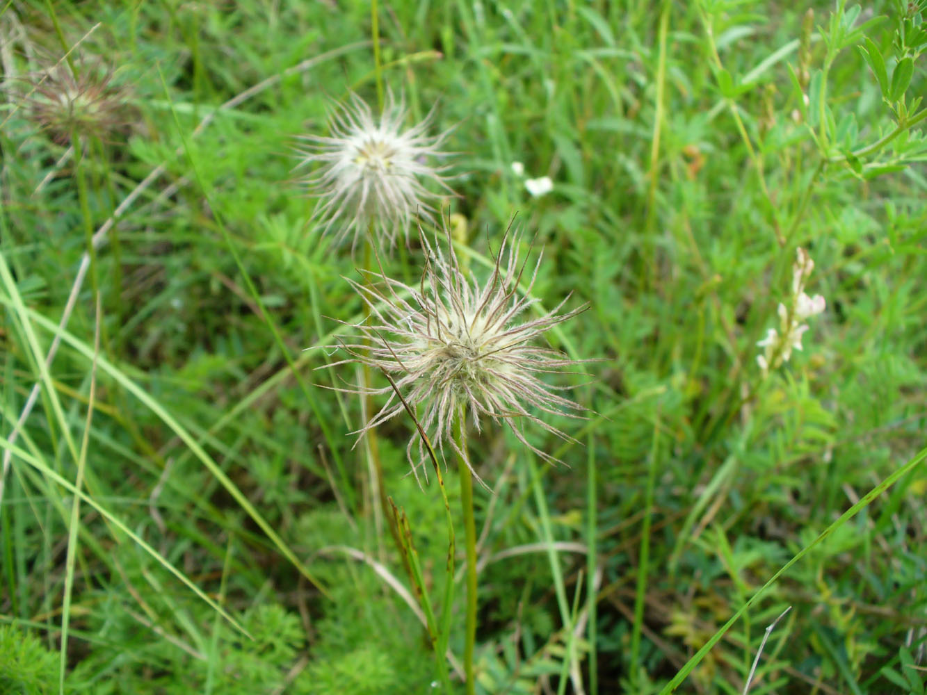 Image of genus Pulsatilla specimen.