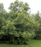 Castanea sativa. Цветущее дерево. Украина, Львовская обл., Дрогобычский р-н, г. Трускавец, в культуре. 15.06.2014.