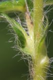 Potentilla leucotricha