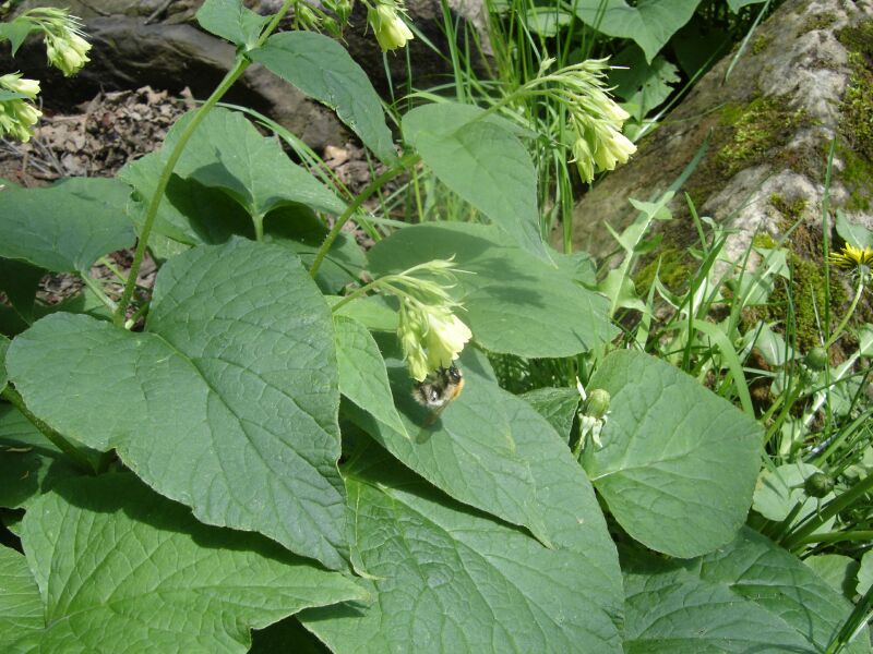 Изображение особи Symphytum cordatum.