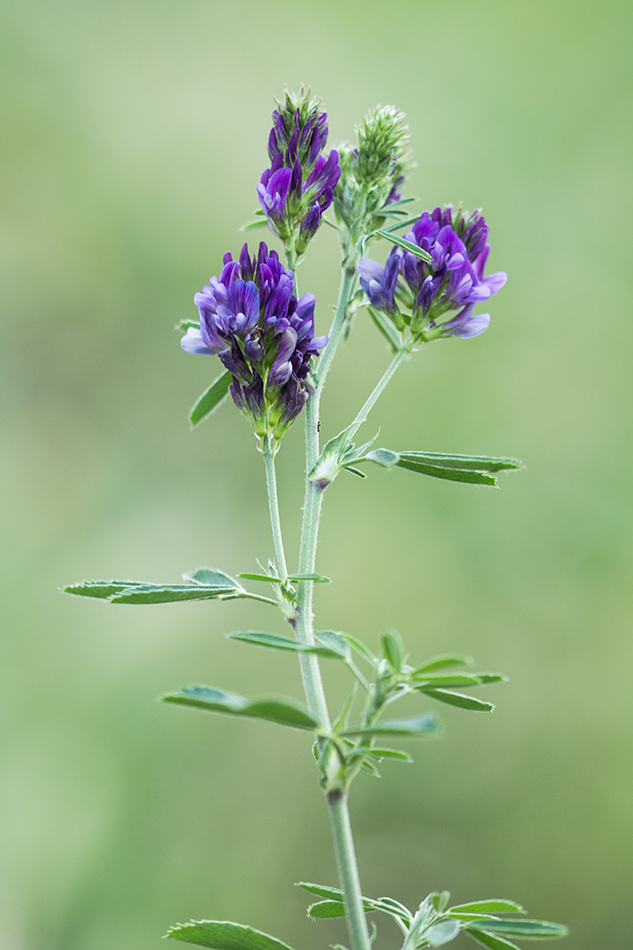 Изображение особи Medicago sativa.