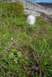 Eriophorum scheuchzeri