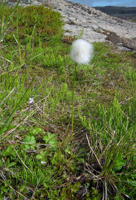 Изображение особи Eriophorum scheuchzeri.