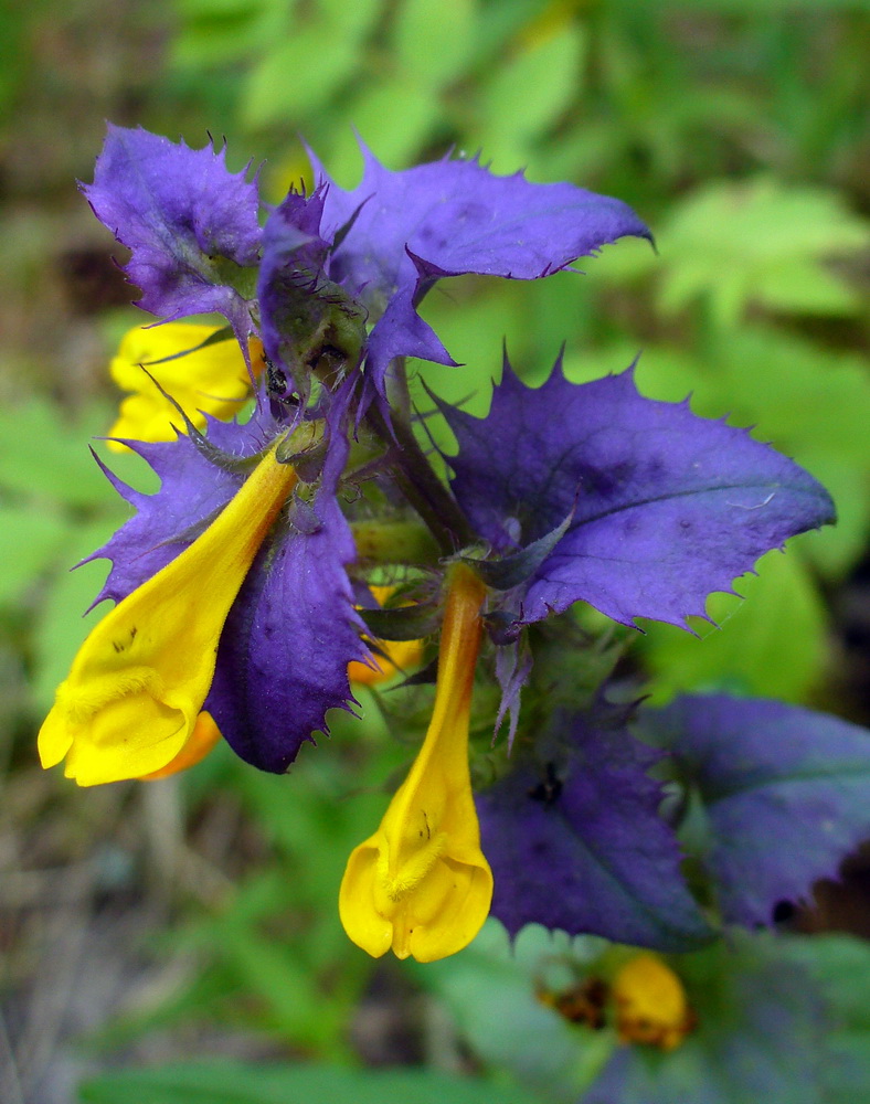 Image of Melampyrum nemorosum specimen.