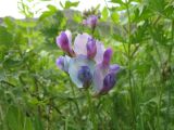 Oxytropis talassica. Соцветие. Казахстан, заповедник Аксу-Джабаглы, ущ. Улькен-Каинды. 16 июня 2011 г.