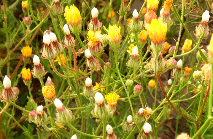 Image of Crepis rhoeadifolia specimen.