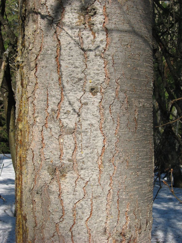 Image of Abies sibirica specimen.